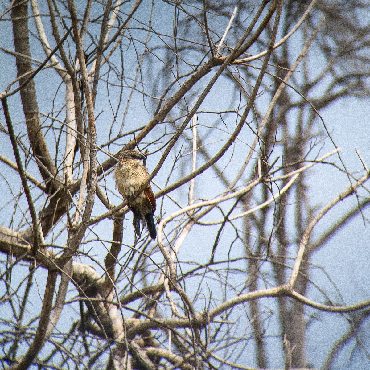 Coucal à sourcils blancs - ML588137741