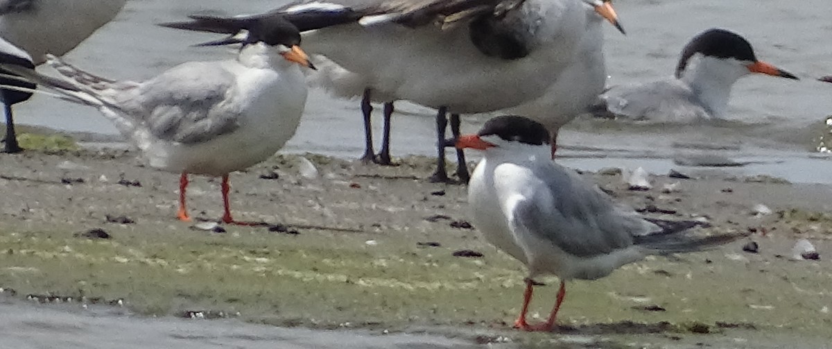 Forster's Tern - ML588137971