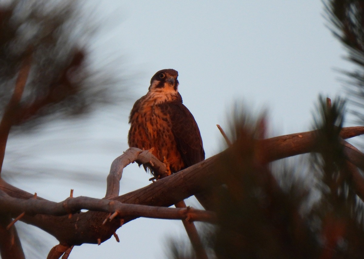 Eleonora's Falcon - ML588138251