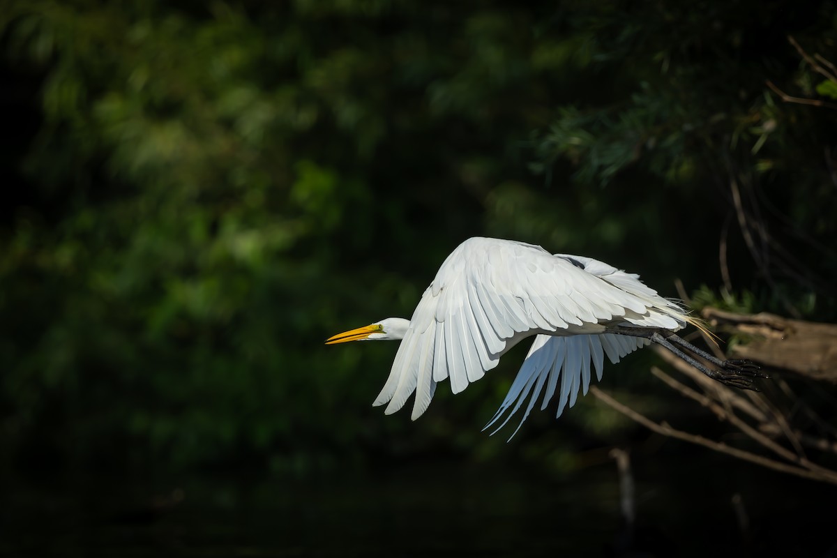 Great Egret - ML588138271