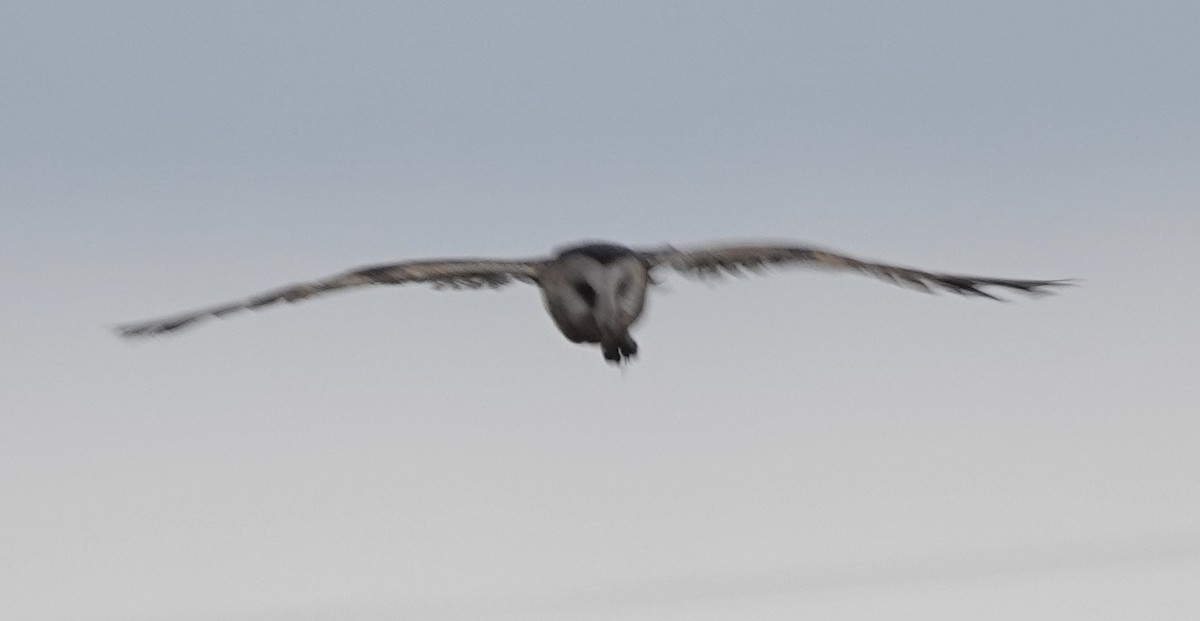 African Grass-Owl - ML588138661