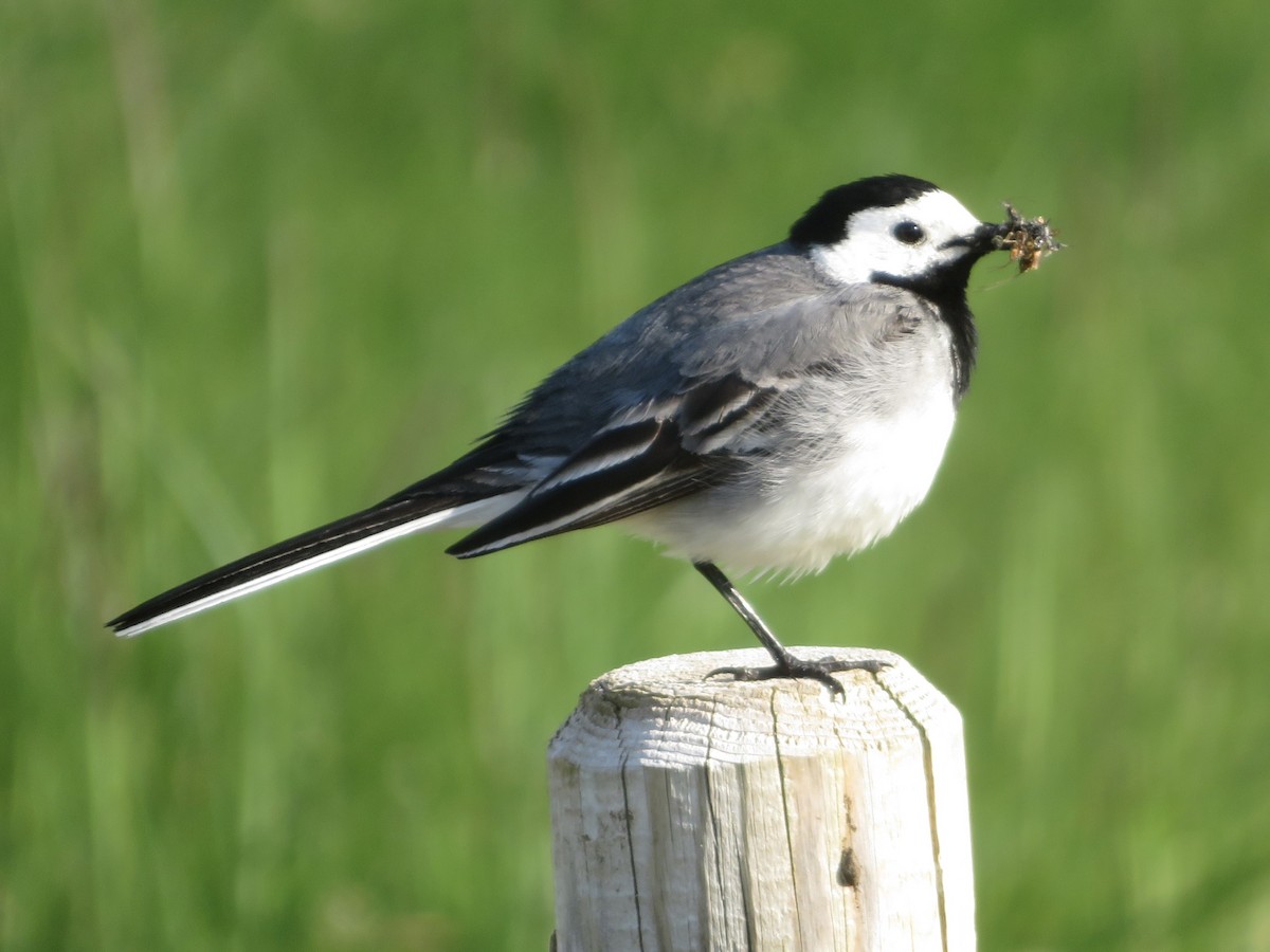 White Wagtail - ML588139311