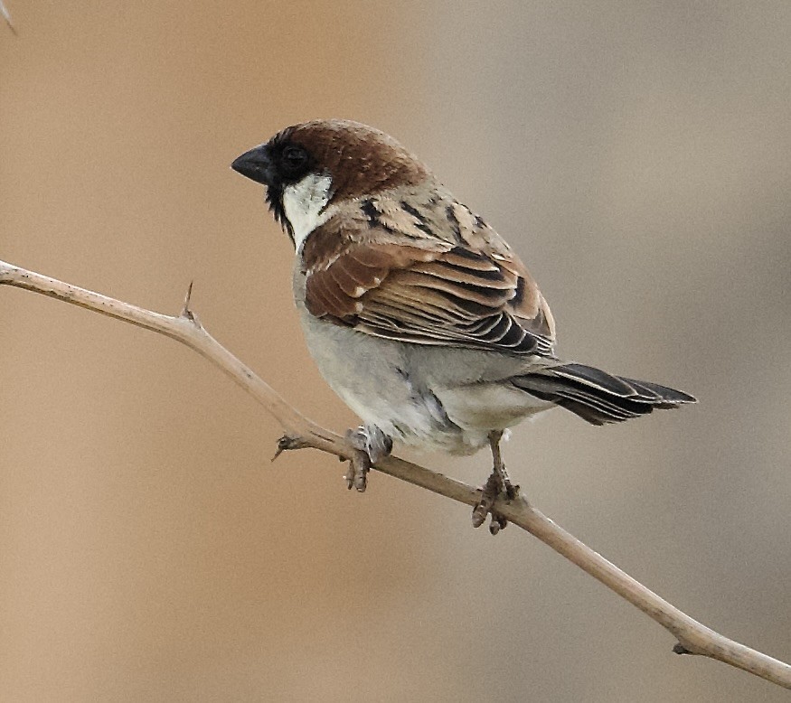 Somali Sparrow - John Gregory