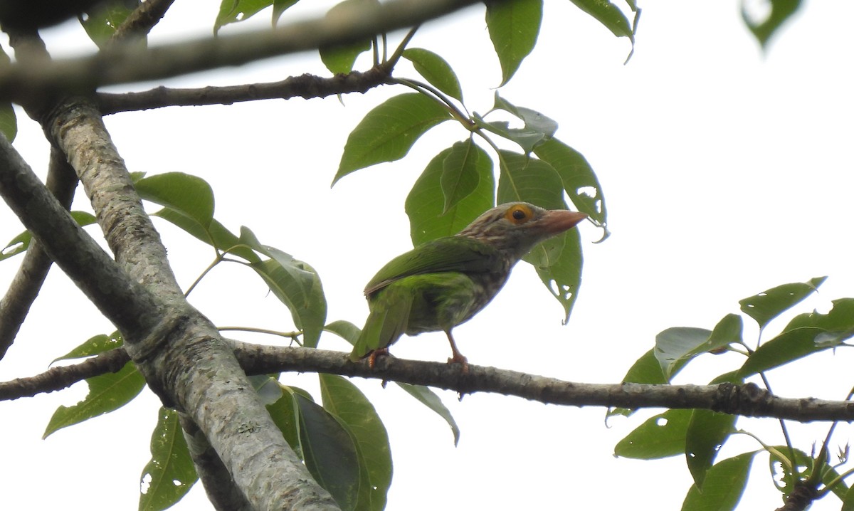 Lineated Barbet - ML588140371