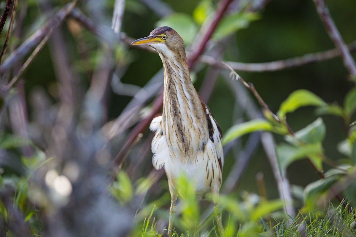 Least Bittern - ML588140631