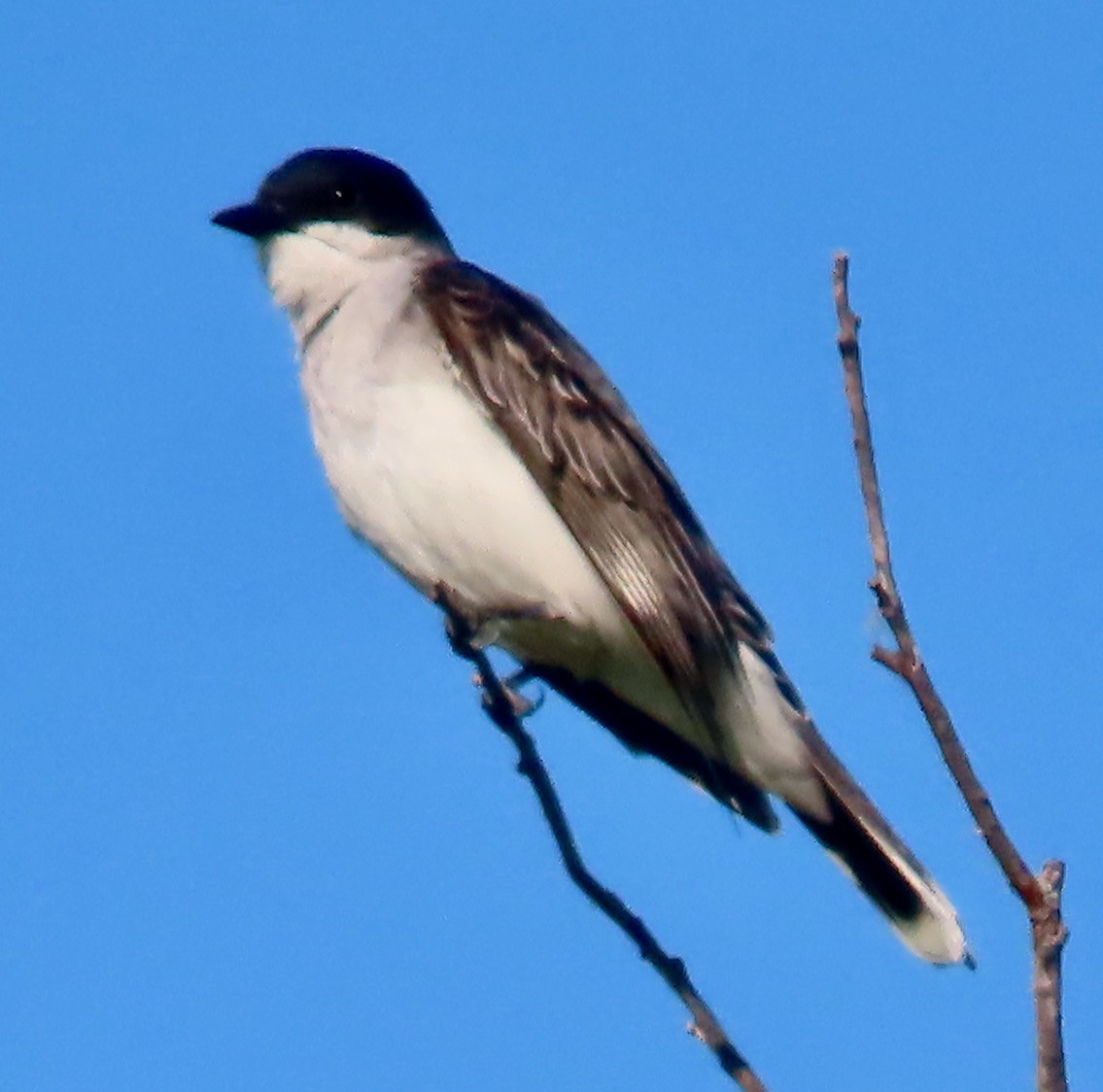 Eastern Kingbird - ML588141751