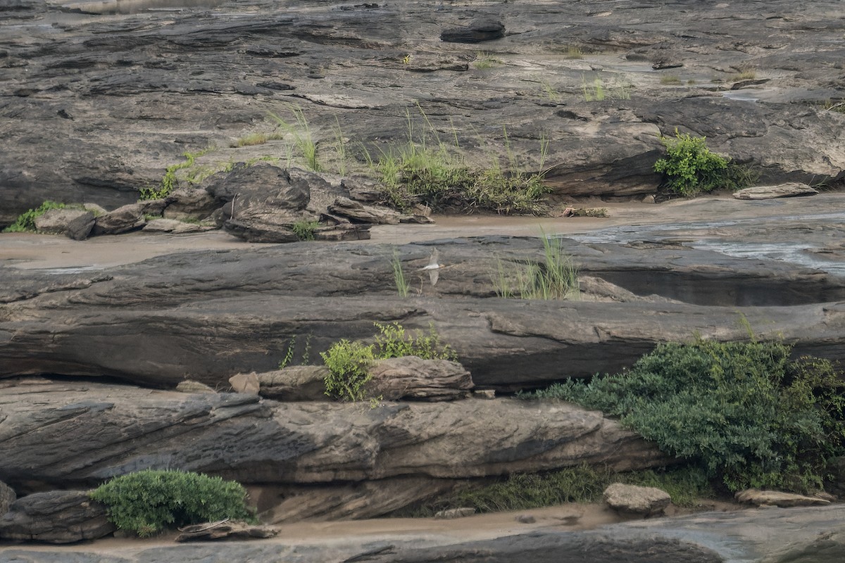 River Tern - ML588141871