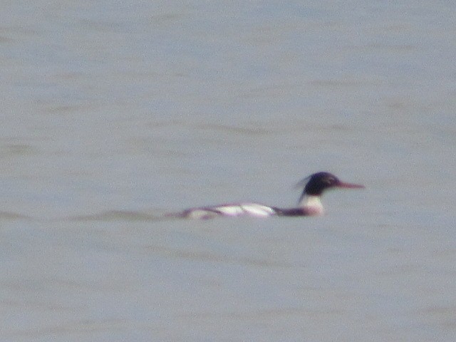 Red-breasted Merganser - ML588143791