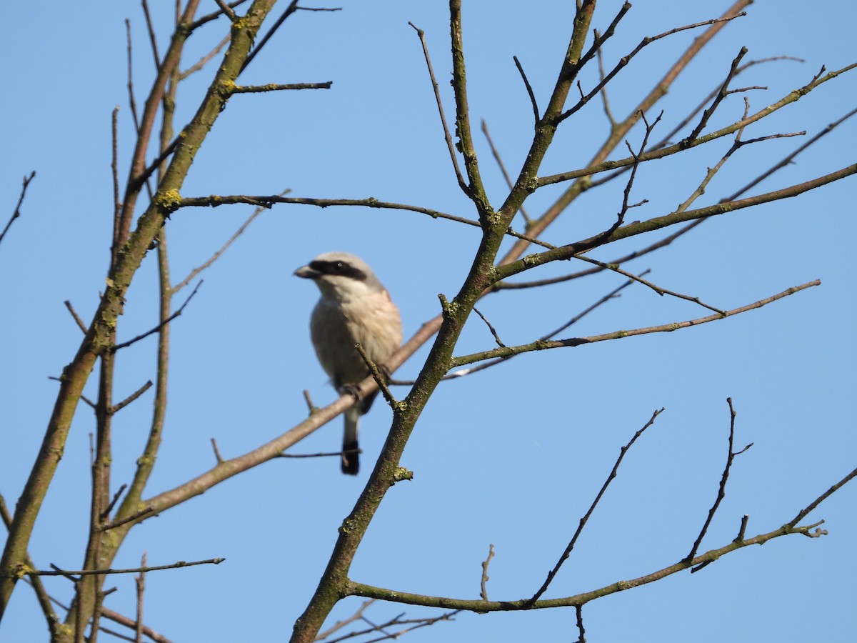 Great Gray Shrike - ML588144341