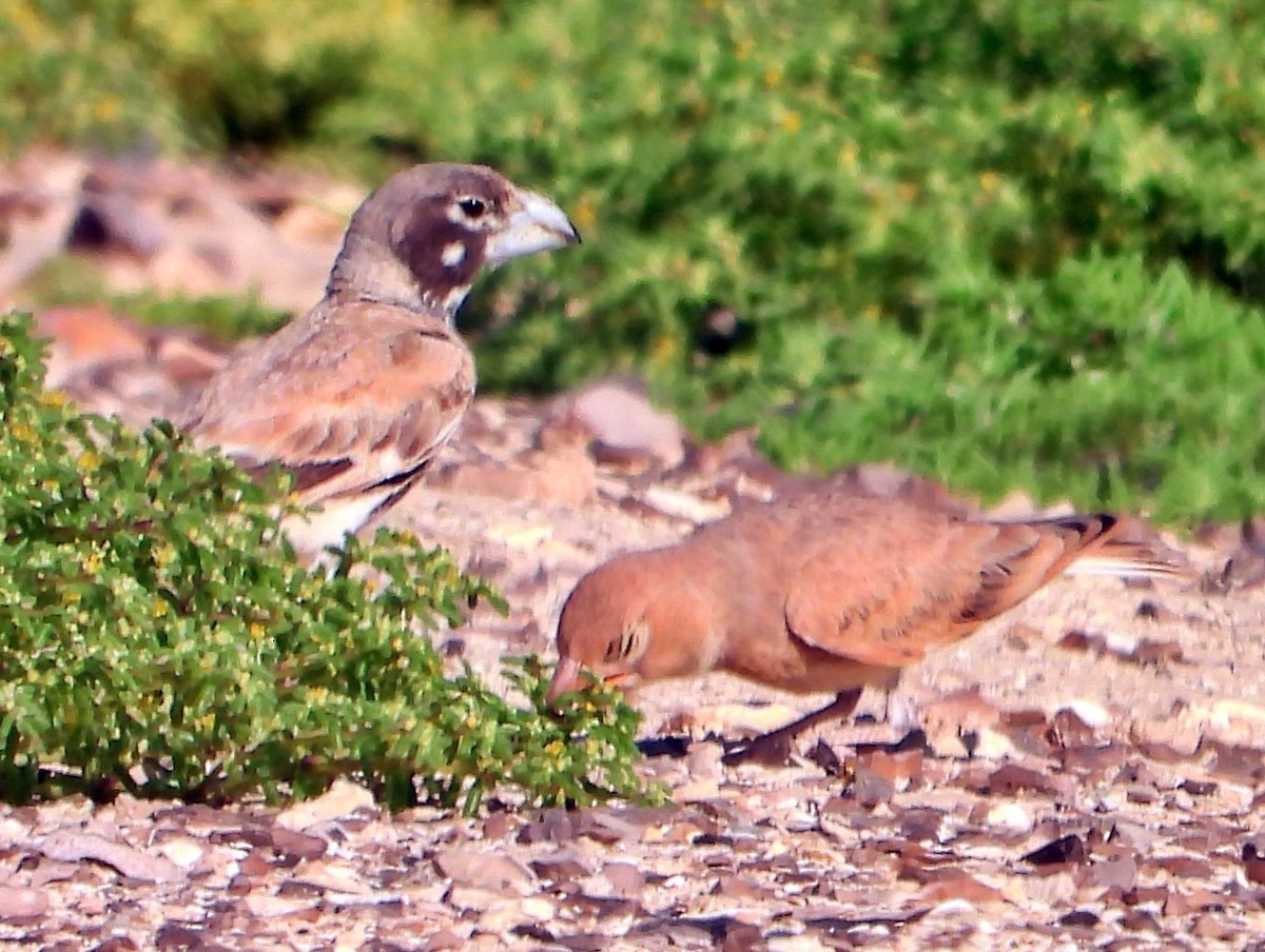 Thick-billed Lark - ML588144671