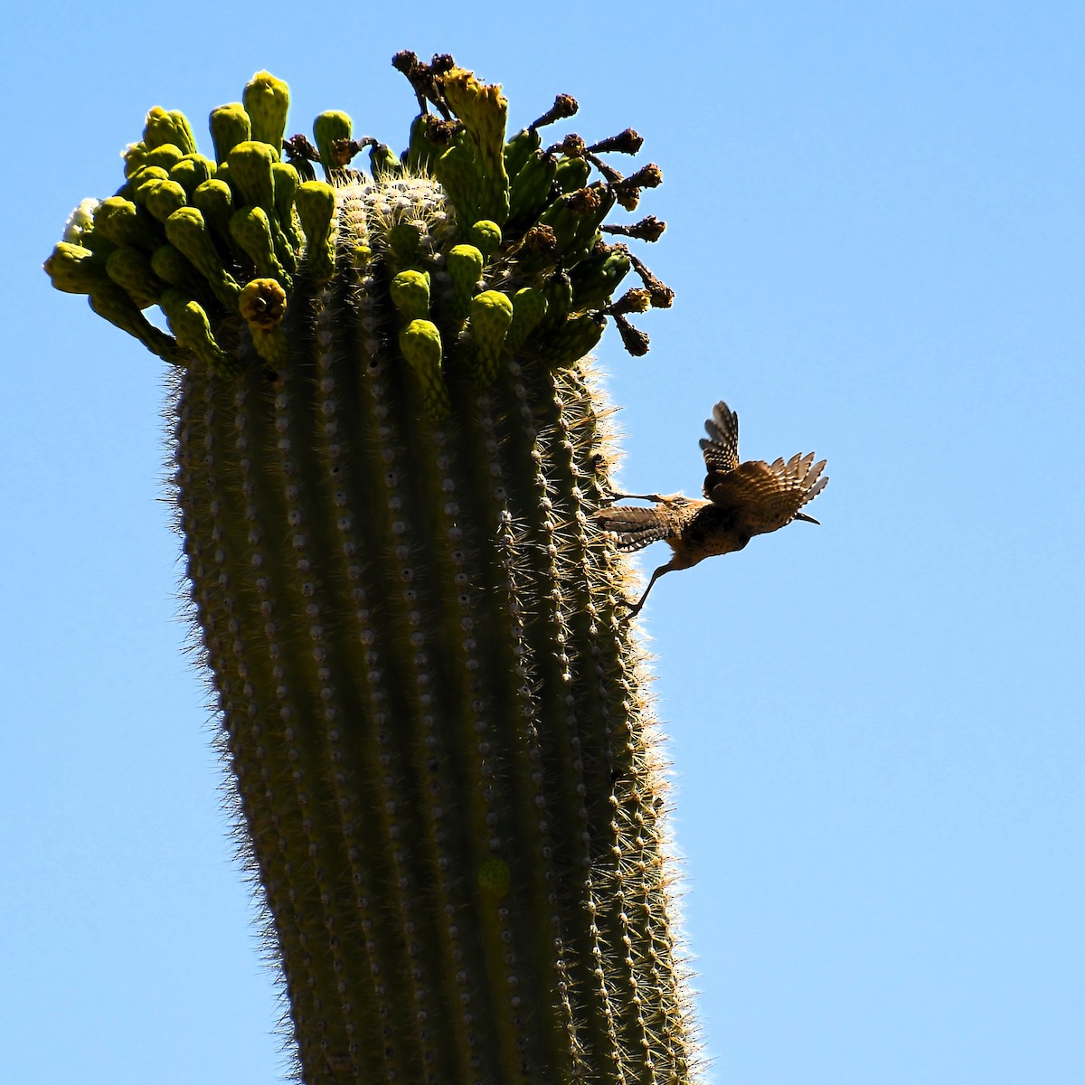 Cactus Wren - ML588145461