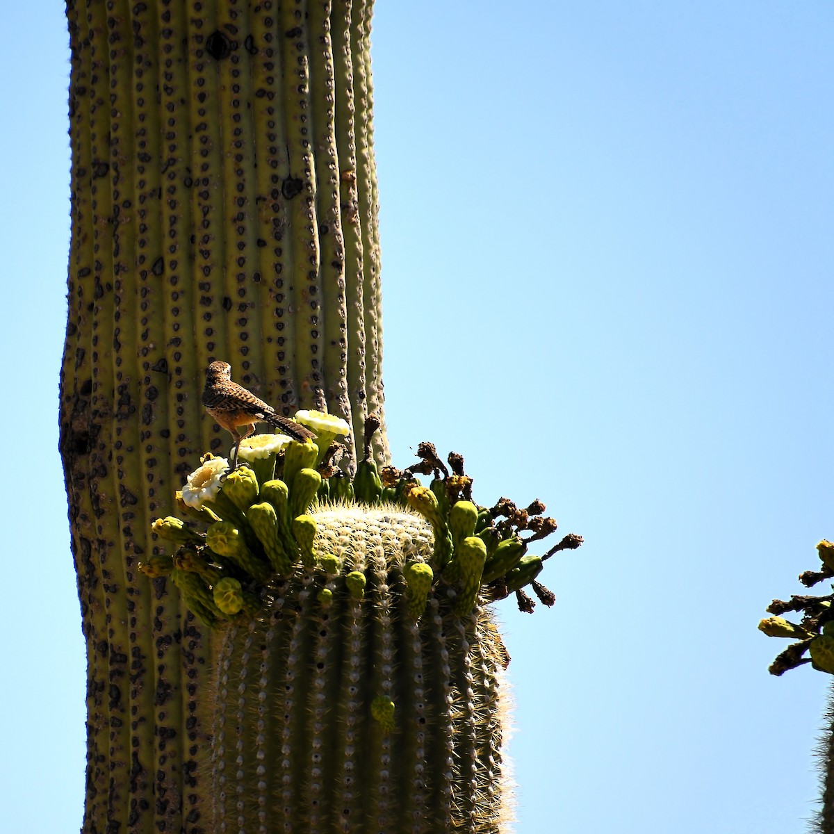 Cactus Wren - ML588145571