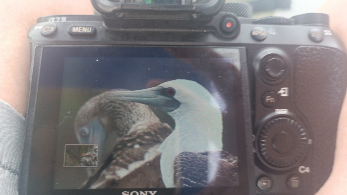 Peruvian Booby - Guillermo  Saborío Vega