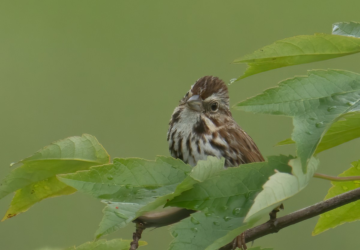 Пасовка співоча - ML588147161