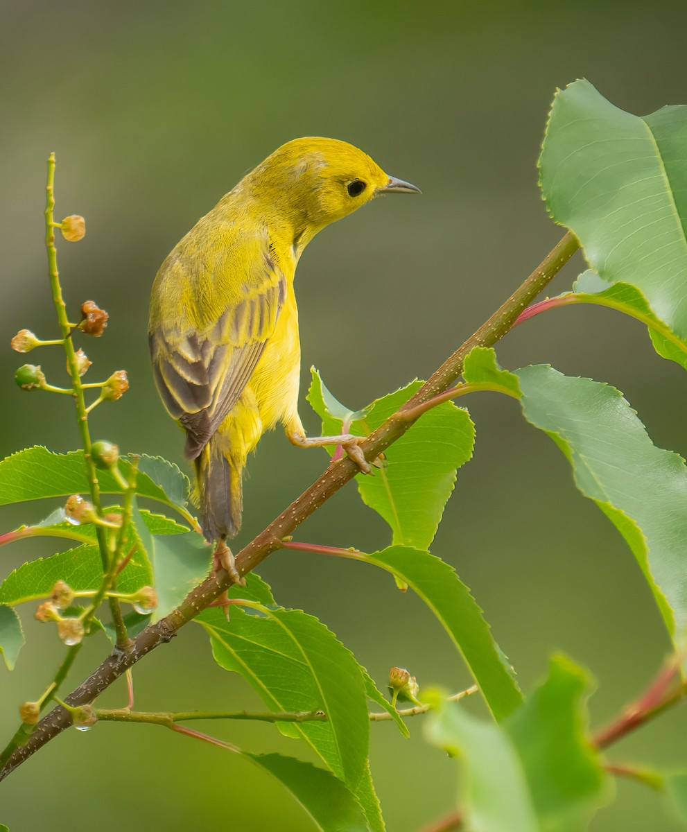 Northern Yellow Warbler - ML588147401