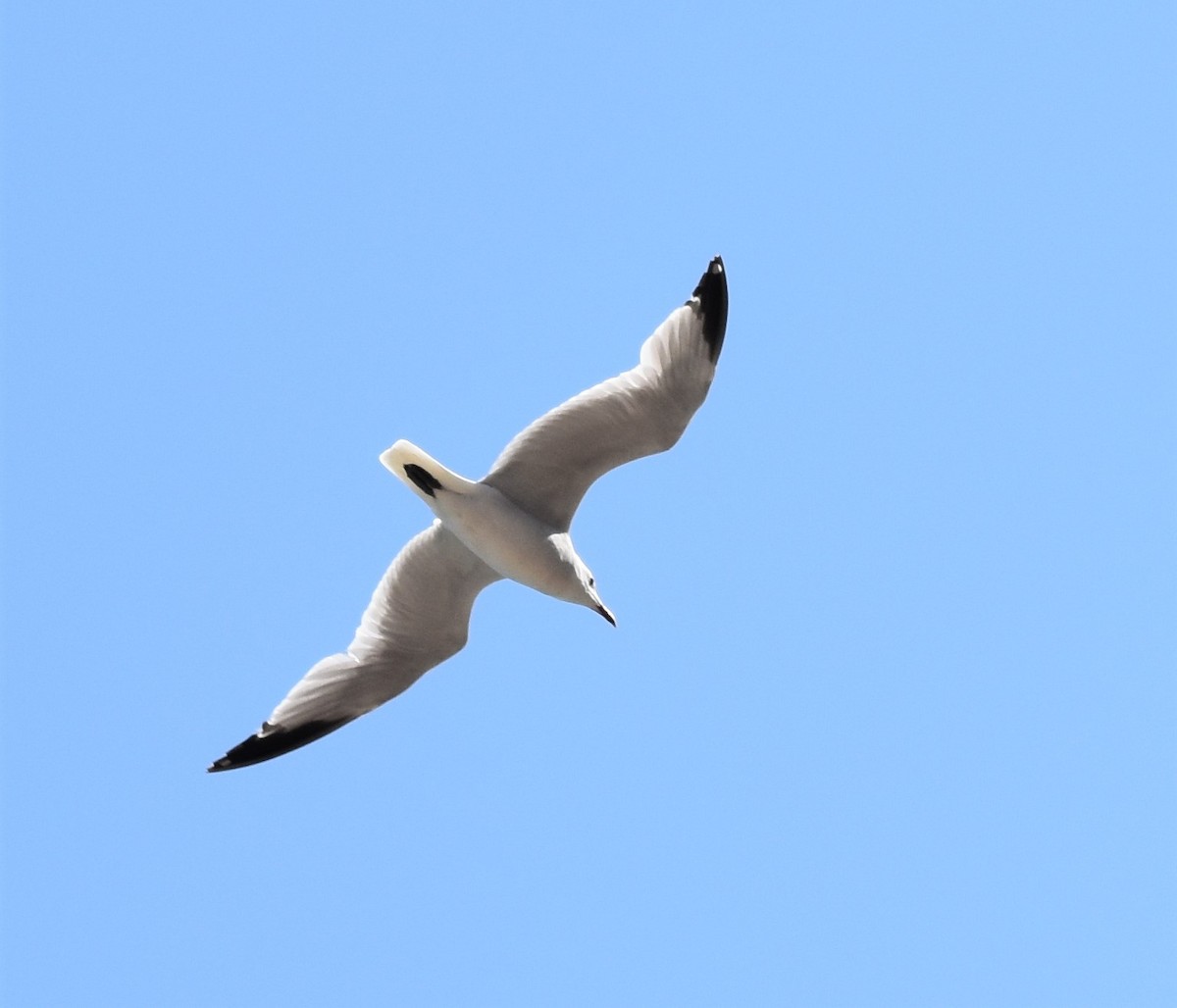 Audouin's Gull - ML588149121