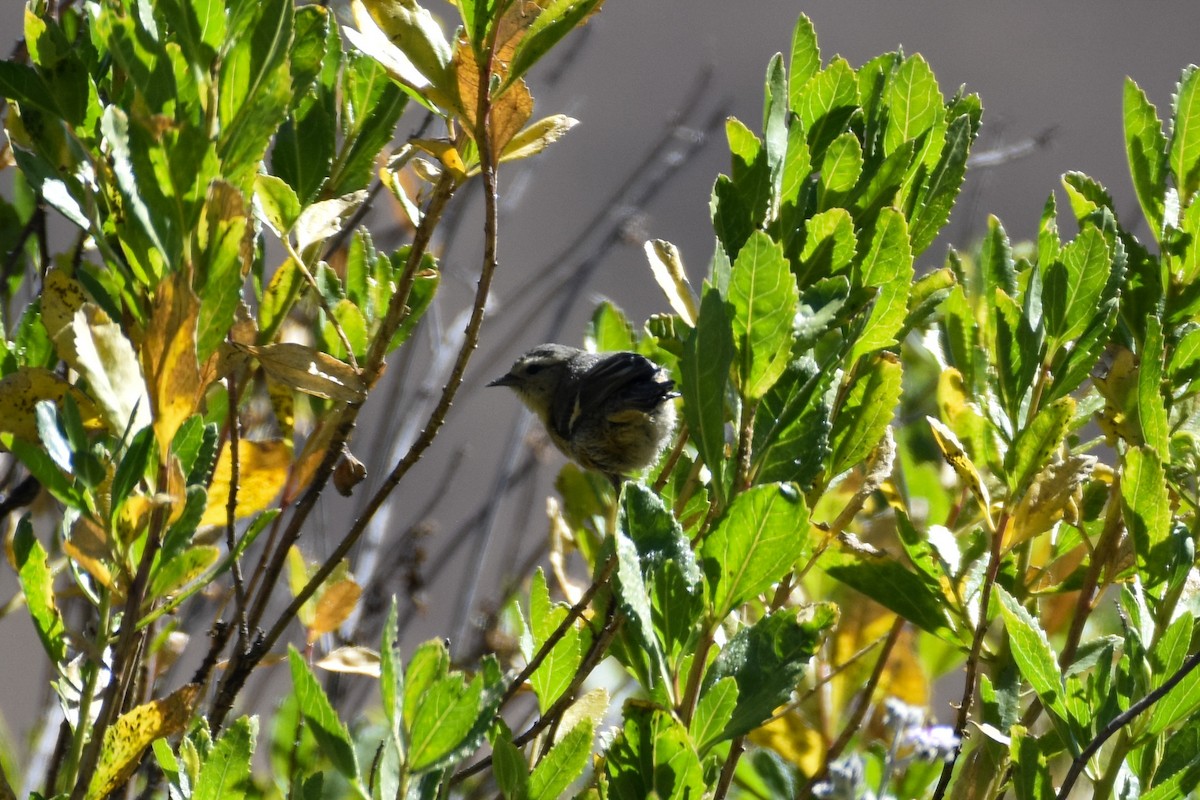 Cinereous Conebill - ML588150191