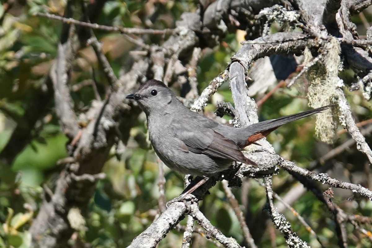 Gray Catbird - Steve Hampton