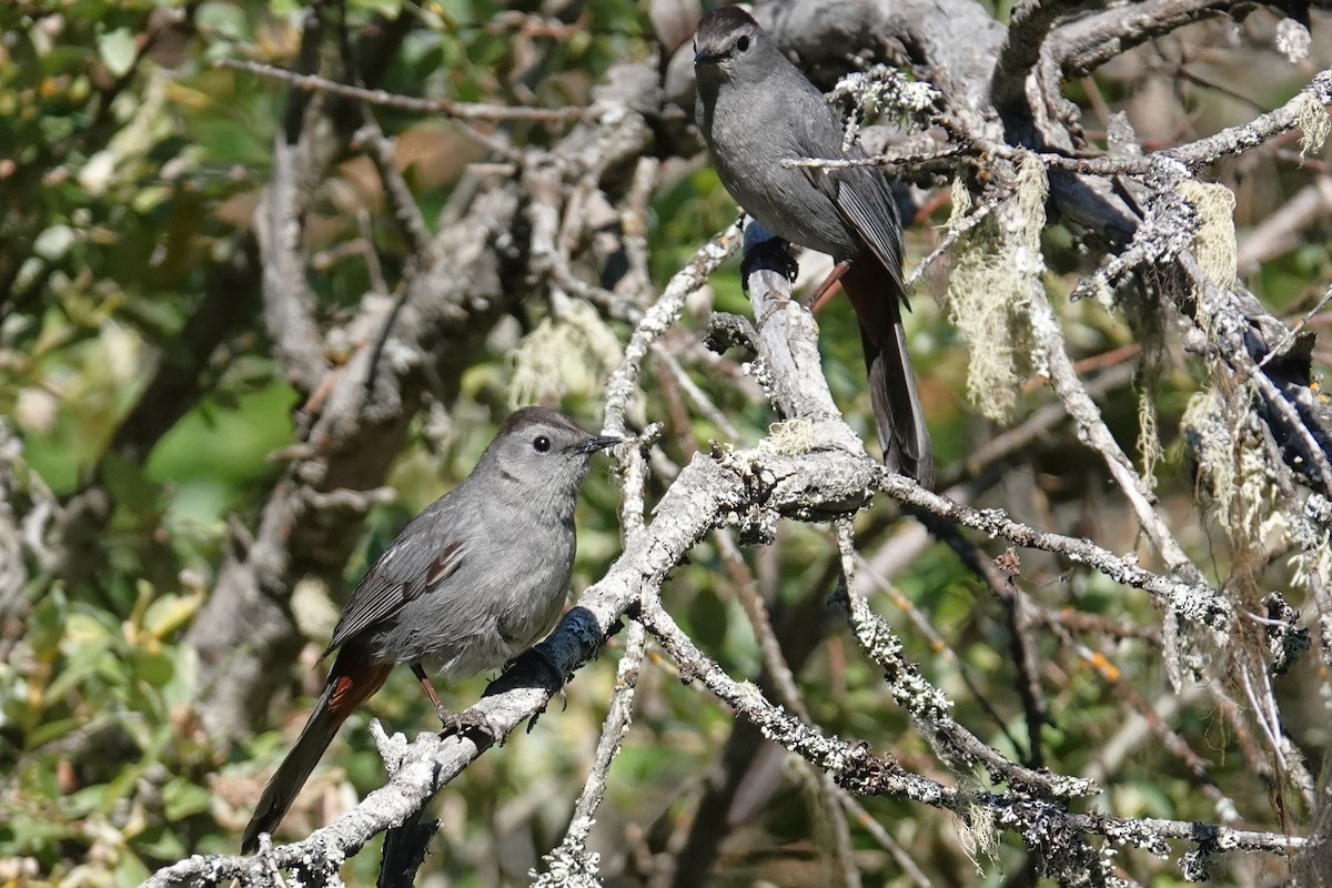 Gray Catbird - Steve Hampton