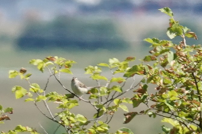 Clay-colored Sparrow - Steve Hampton