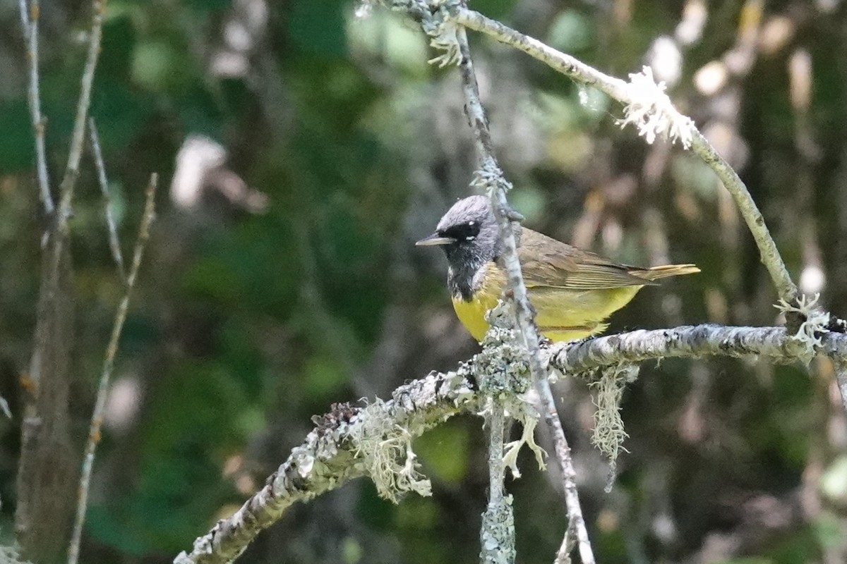 MacGillivray's Warbler - Steve Hampton