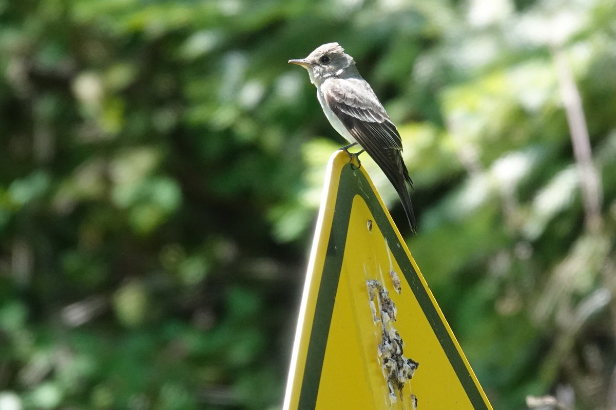 Western Wood-Pewee - Steve Hampton