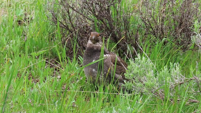 Dusky Grouse - ML588150911