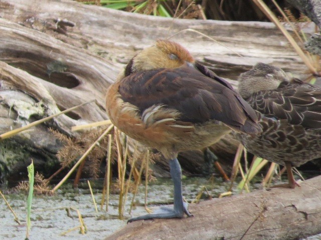 Fulvous Whistling-Duck - ML588151681