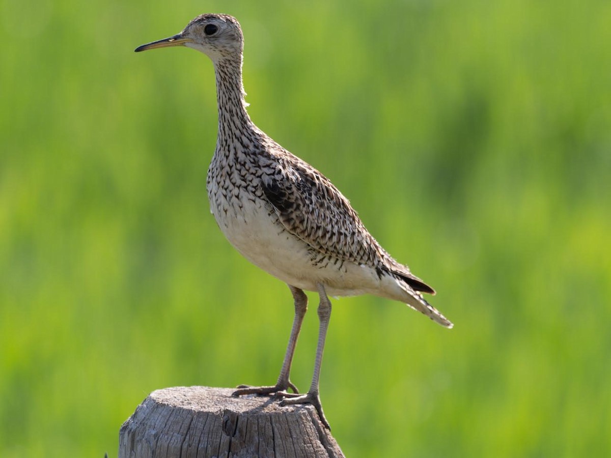 Upland Sandpiper - Ray Woods