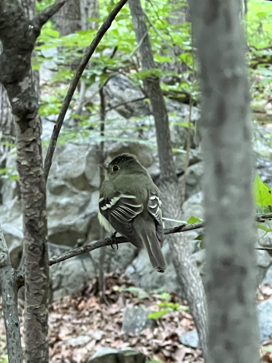 Acadian Flycatcher - ML588151741