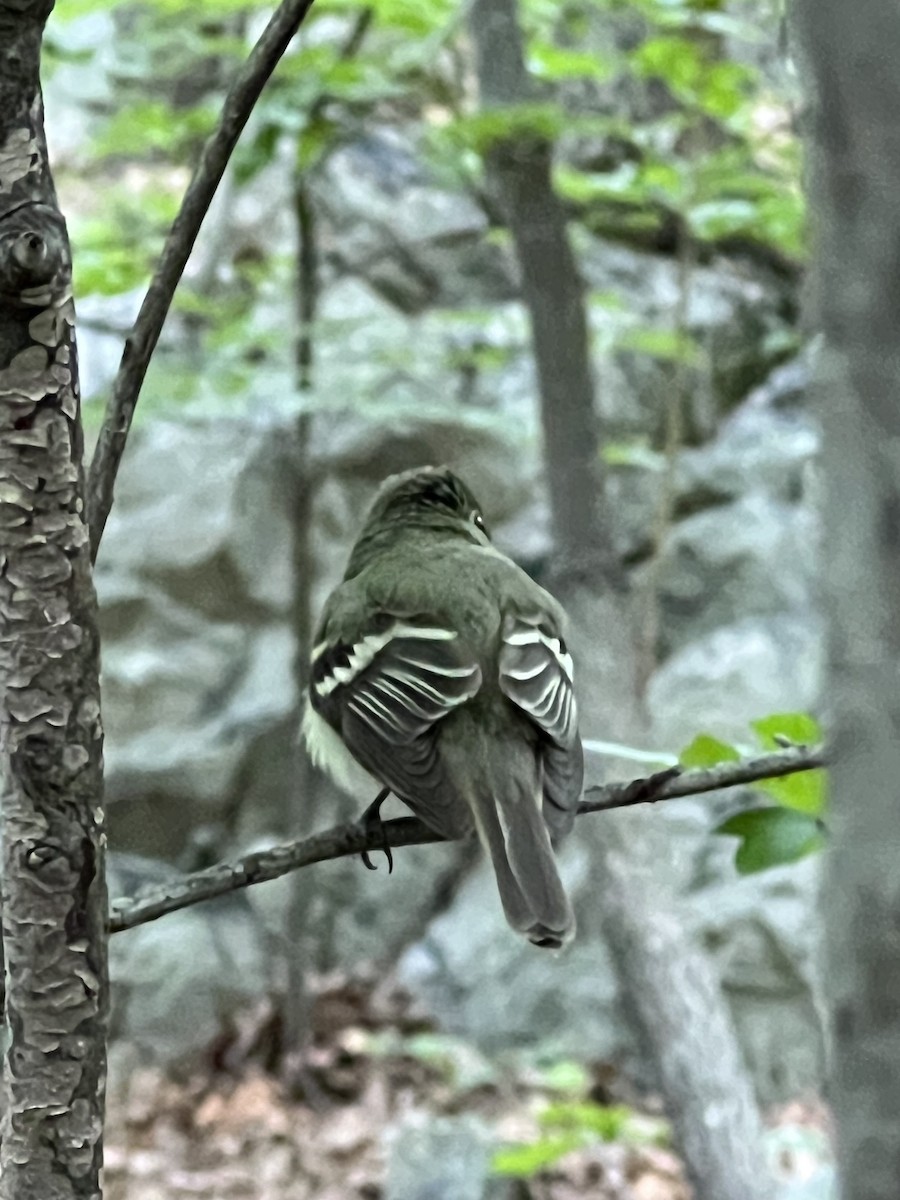 Acadian Flycatcher - ML588151771