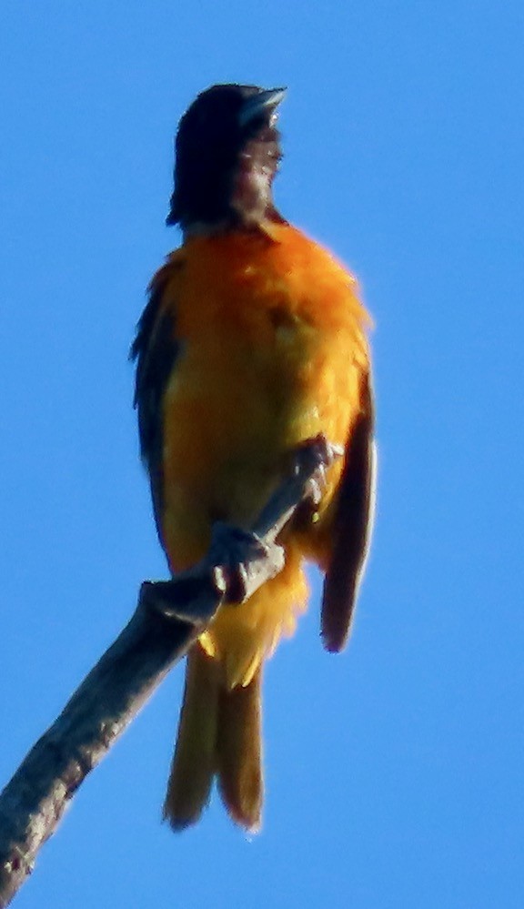 Baltimore Oriole - ML588152621