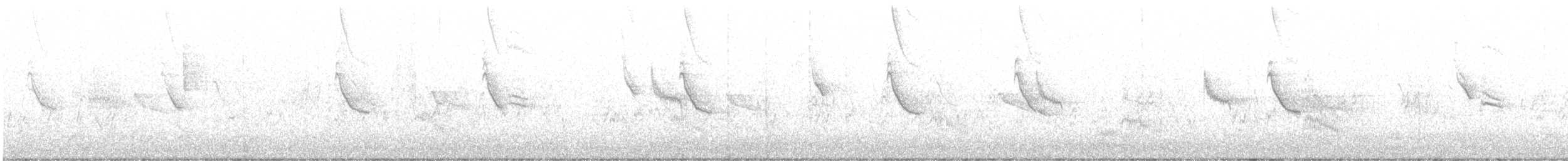 Forster's Tern - ML588152781