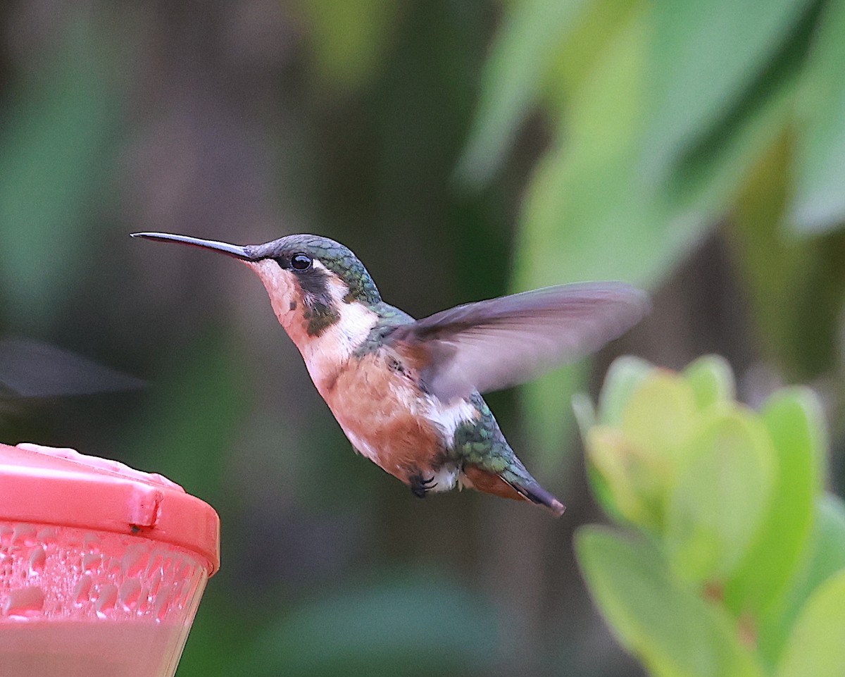 Colibri de Mulsant - ML588152851