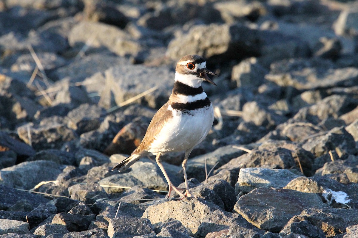 Killdeer - ML588153221