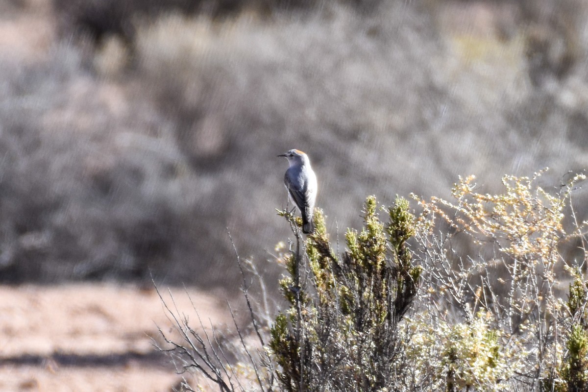 Rufous-naped Ground-Tyrant - ML588153381