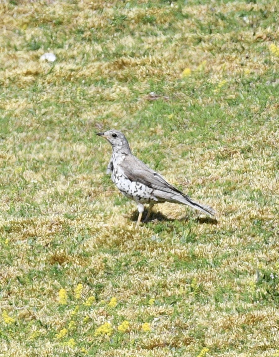 Mistle Thrush - ML588154461