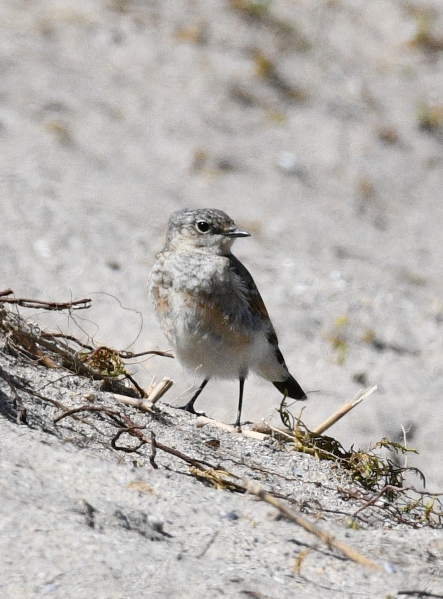 Northern Wheatear - ML588154601