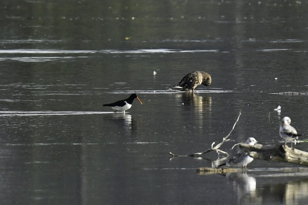 Eurasian Oystercatcher - Maryse Neukomm