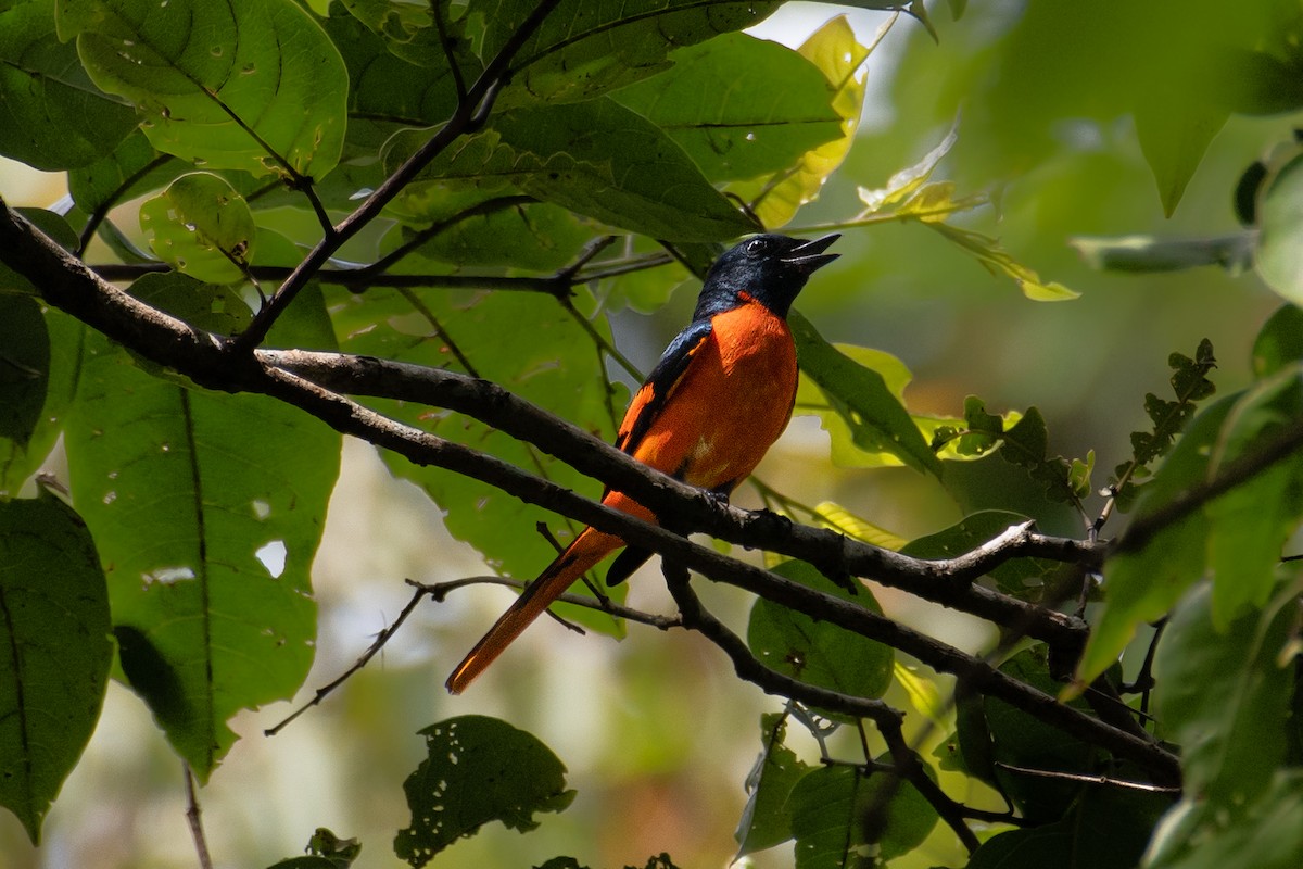 Orange Minivet - ML588156021