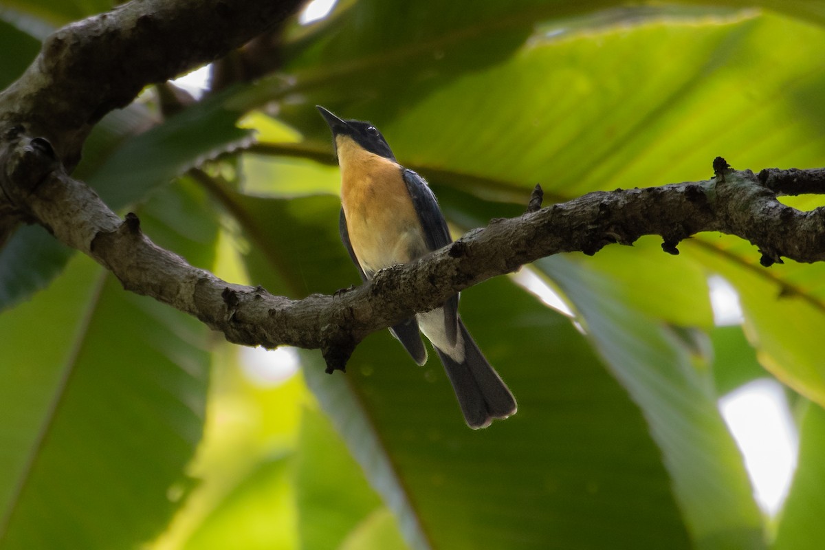 Tickell's Blue Flycatcher - ML588156191