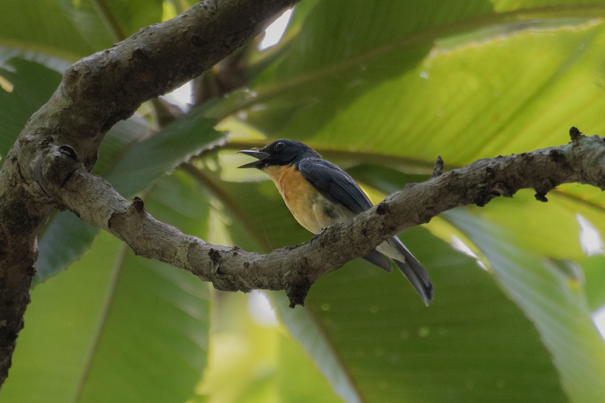 Tickell's Blue Flycatcher - ML588156511