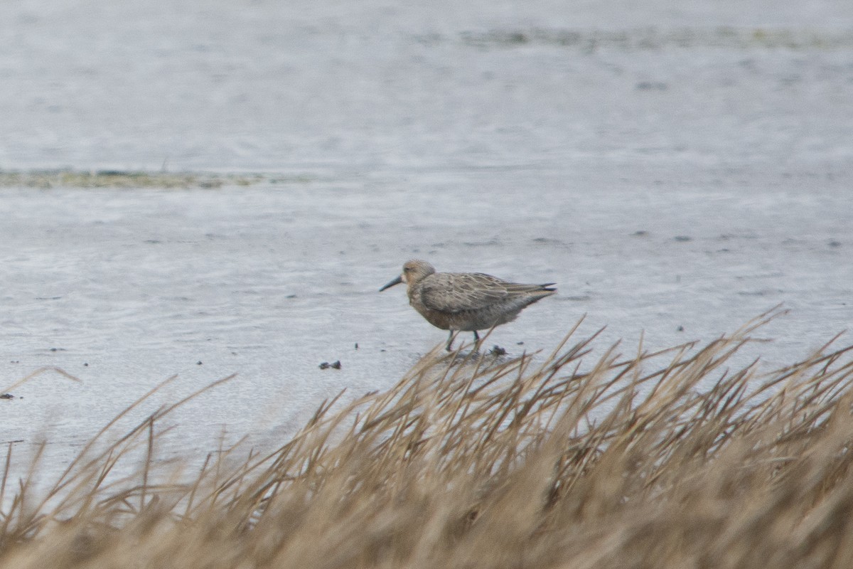 Red Knot - ML58815681