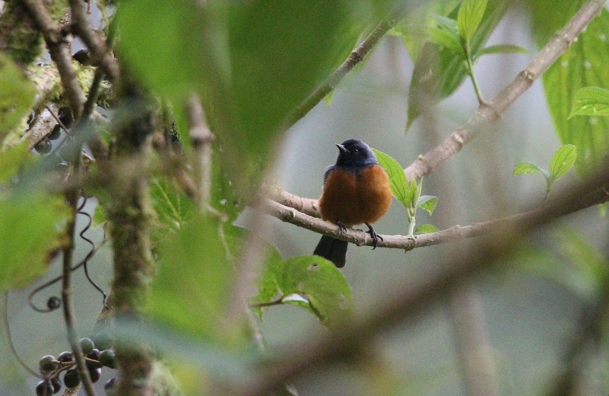 Blue-backed Conebill - ML588157391