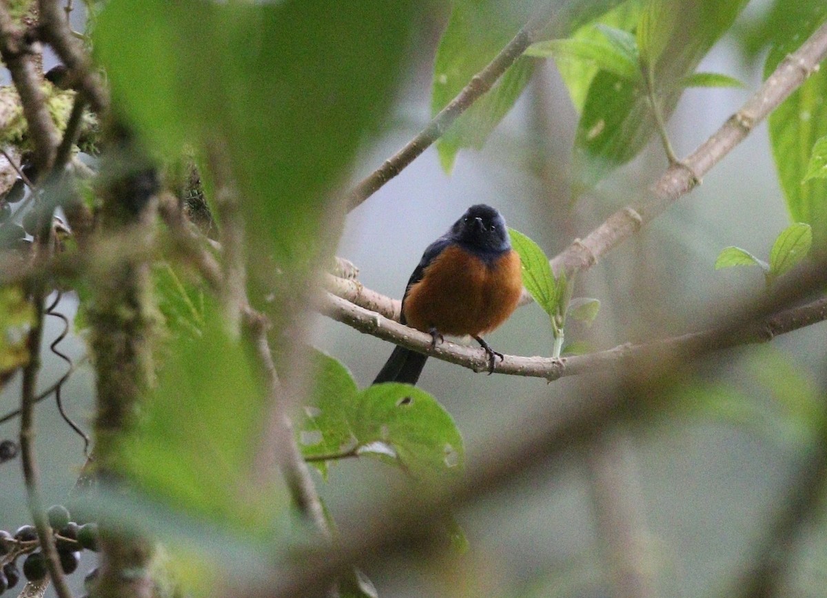 Blue-backed Conebill - ML588157411