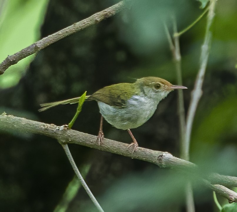 Rotstirn-Schneidervogel - ML588158641