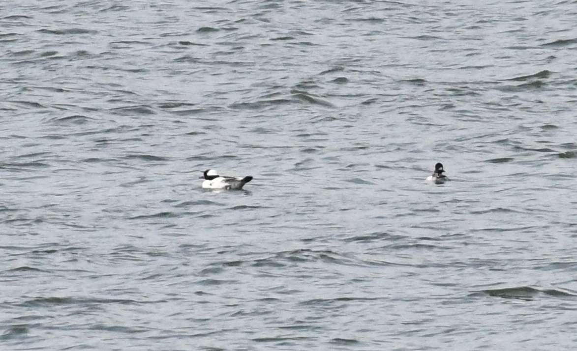 Bufflehead - ML58815911