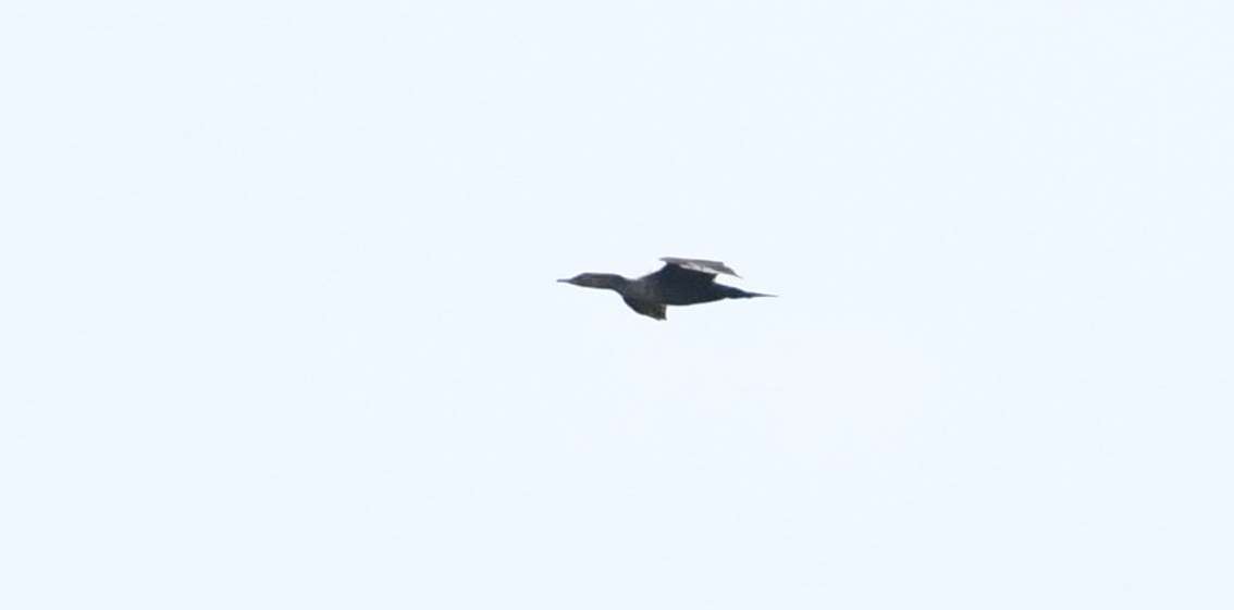 Double-crested Cormorant - ML58815971