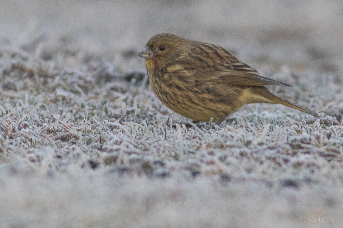 Yellow-bridled Finch (Yellow-tailed) - ML588159801