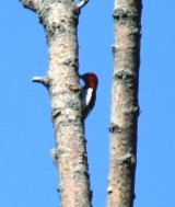 Red-headed Woodpecker - ML588160391